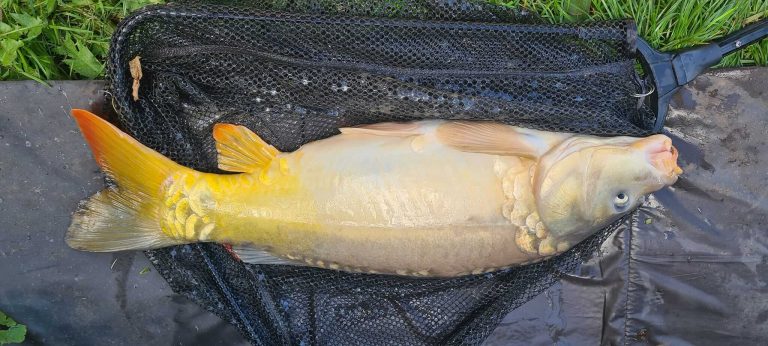 Lingmere Fishery