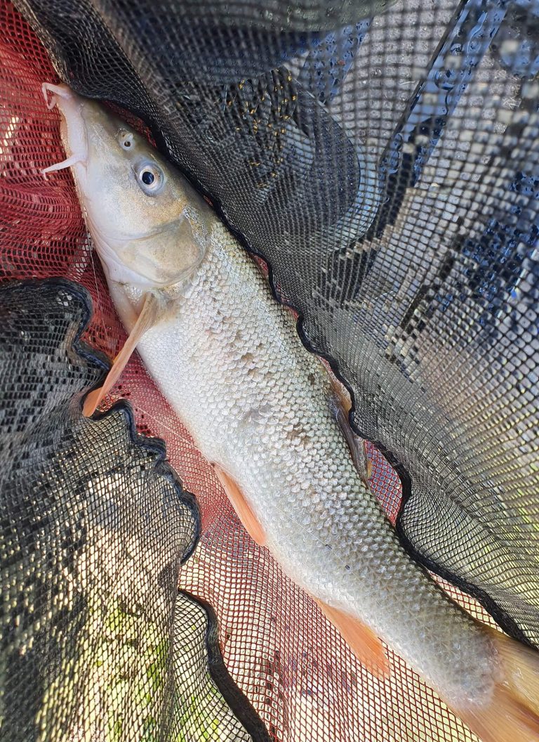 Lingmere Fishery